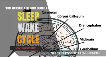 The Brain's Sleep-Wake Switch: Unlocking the Mystery