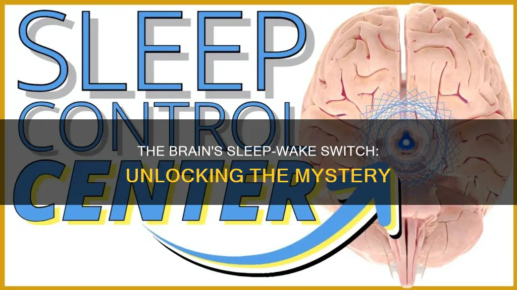 what structure in the brain controls the sleep wake cycle