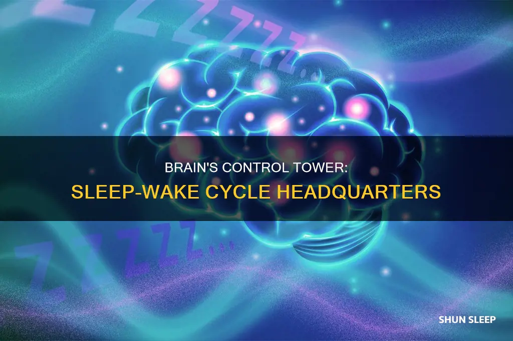 what structure in the brain controls the sleep wake cycle