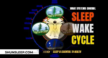 The Brain's Control System for Sleep and Wakefulness
