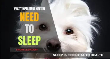 Ideal Sleeping Temperature for Maltese Dogs