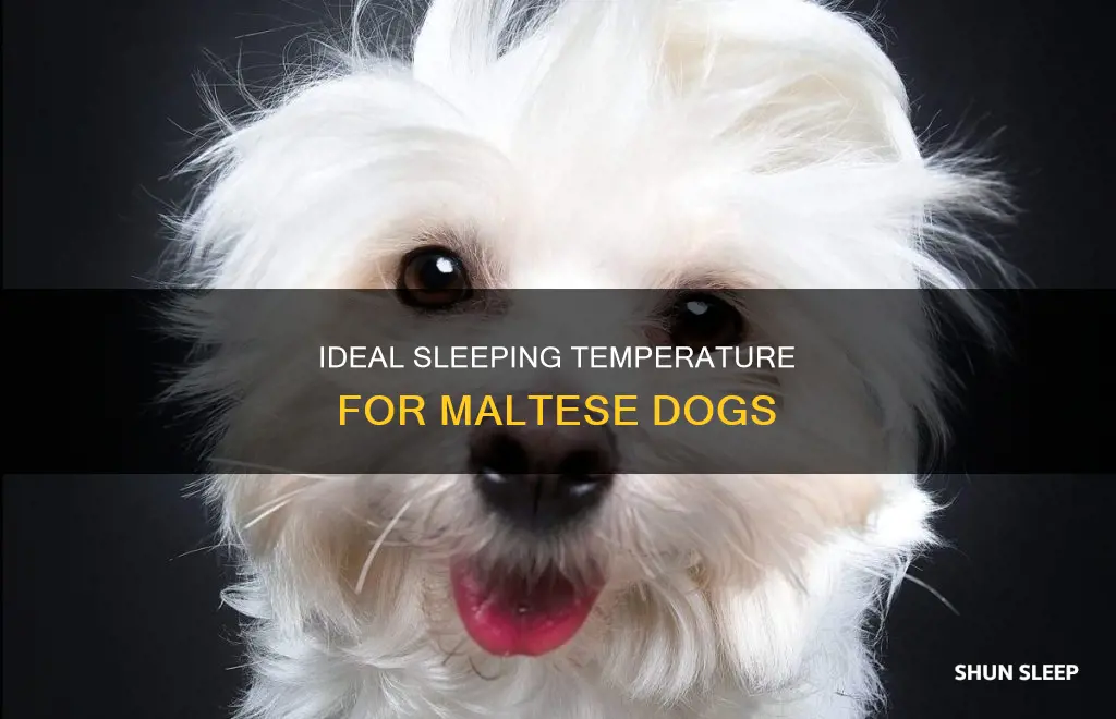 what temperature maltese need to sleep