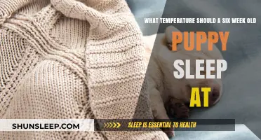 Ideal Sleeping Temperature for Six-Week-Old Puppies