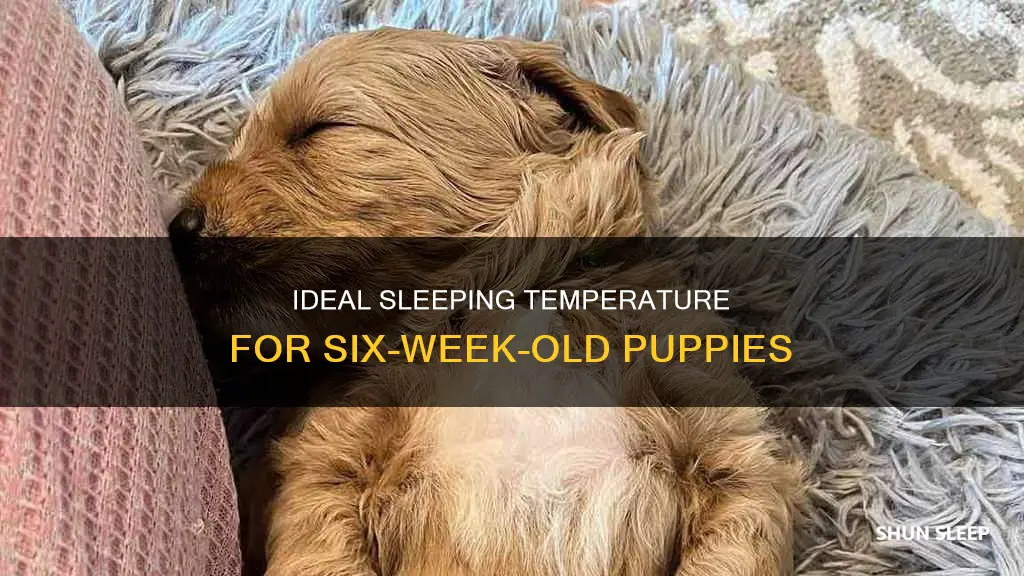 what temperature should a six week old puppy sleep at