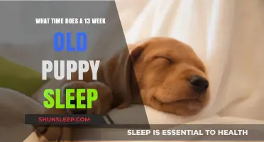 Puppy Sleep: Understanding Your 13-Week Old's Sleep Patterns