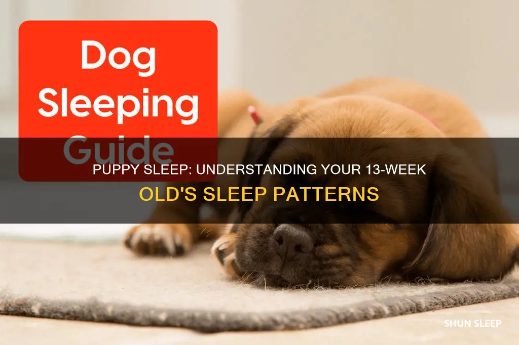 what time does a 13 week old puppy sleep