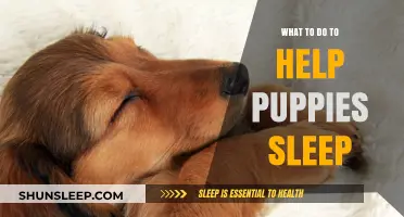 Helping Puppies Sleep: Tips for a Peaceful Night's Rest