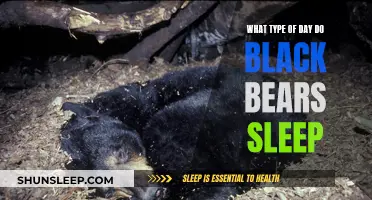 Black Bears: Sleep Patterns and Daily Habits