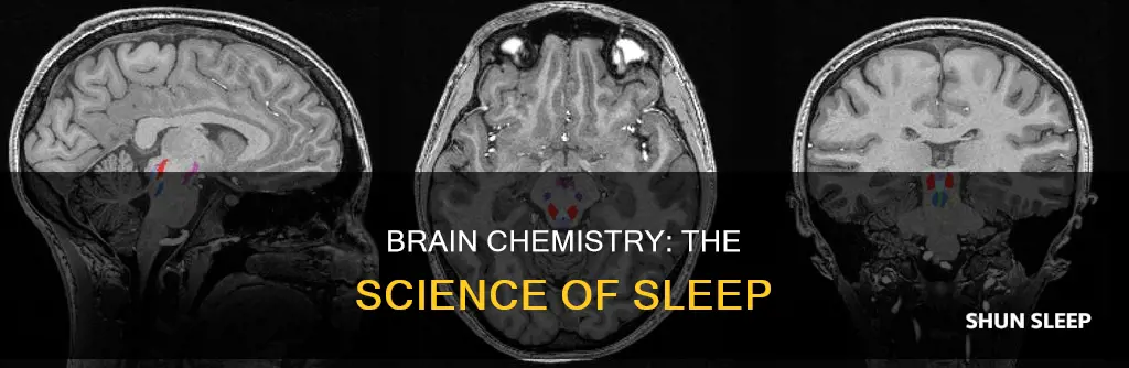 what your brain uses to sleep