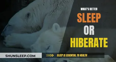 Sleep vs. Hibernation: Which is the Better Option?