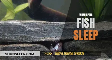 Betta Fish Sleeping Patterns: A Guide