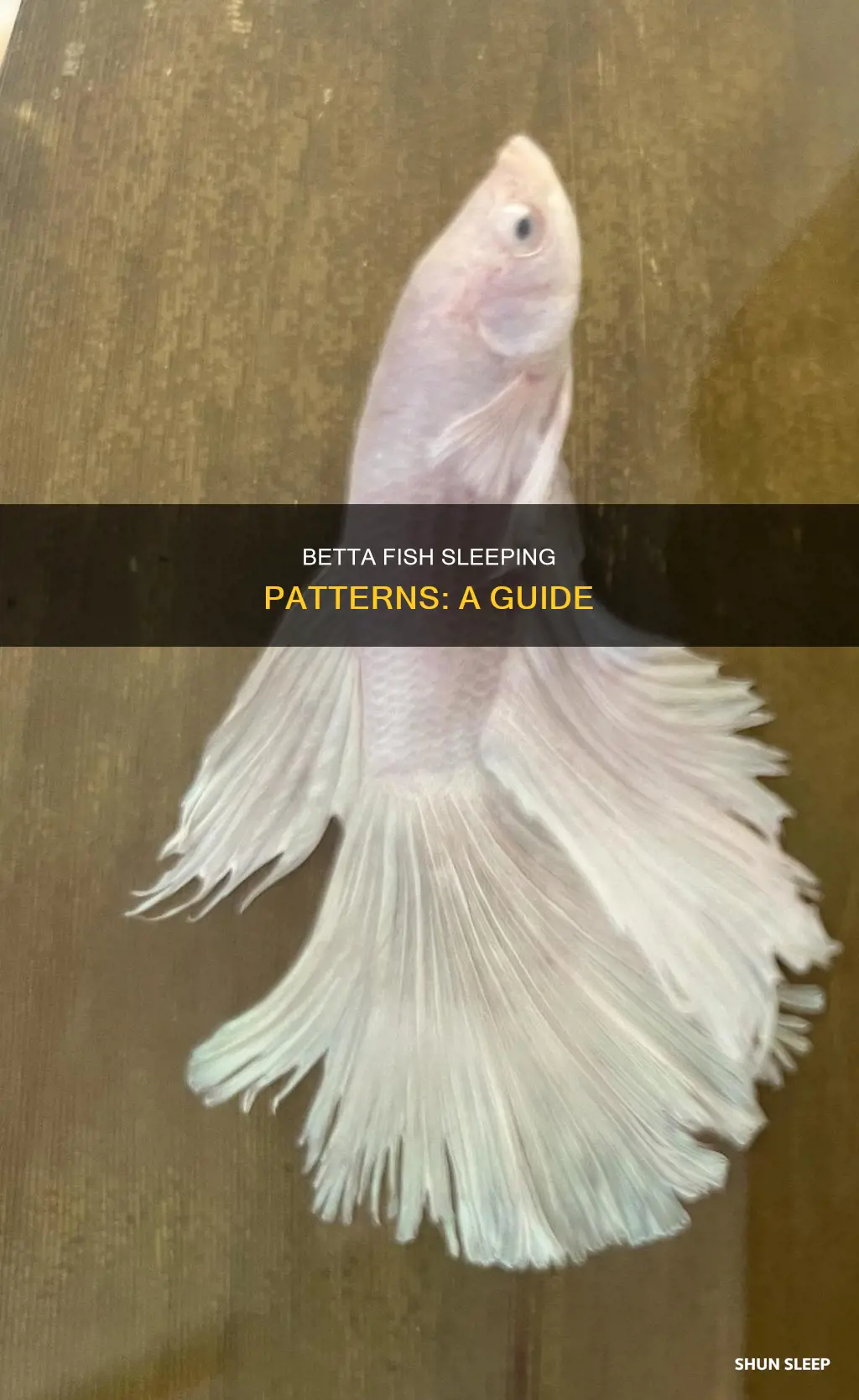 when betta fish sleep