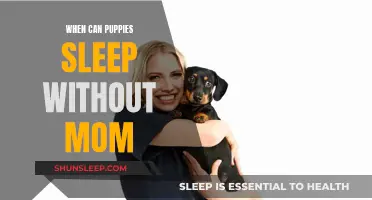 Puppies Sleeping Independently: When to Take the First Step