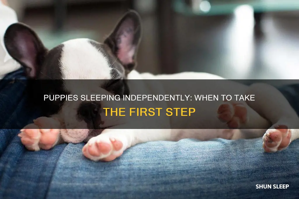 when can puppies sleep without mom