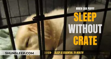 Transitioning Your Puppy to Sleep Without a Crate