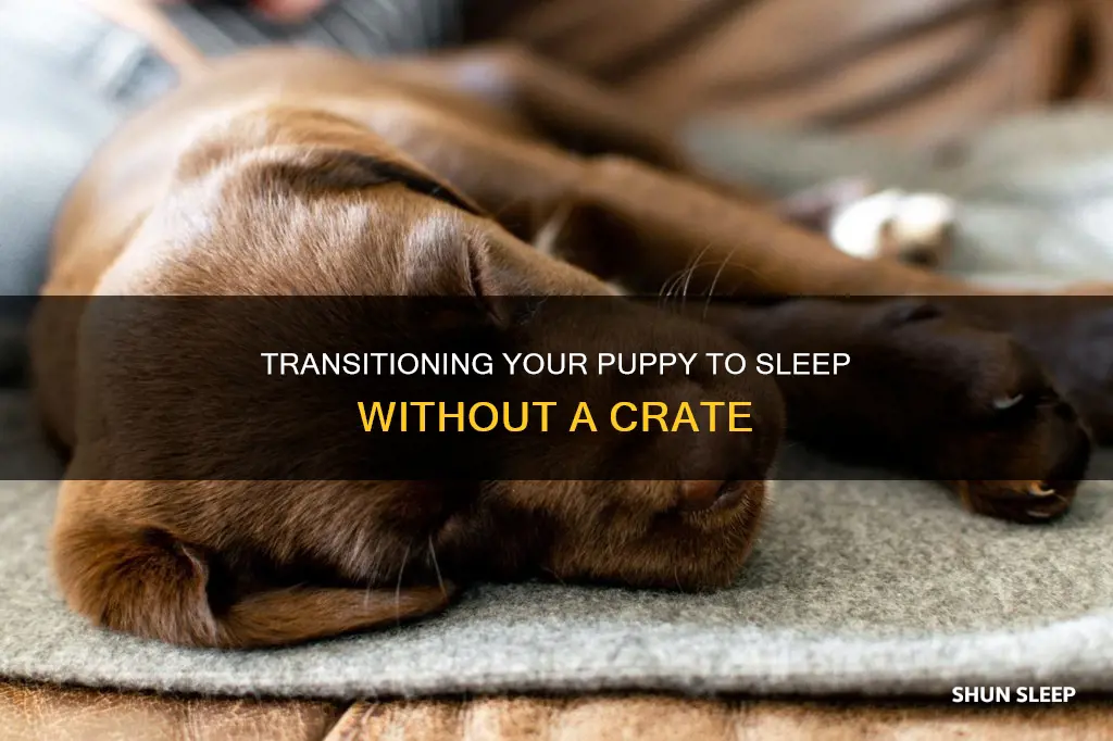 when can puppy sleep without crate