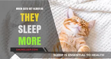 Aging Cats and Sleep: Understanding Increased Rest in Senior Felines