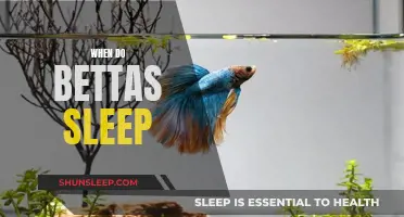 Bettas' Sleep Patterns: When Do They Sleep?