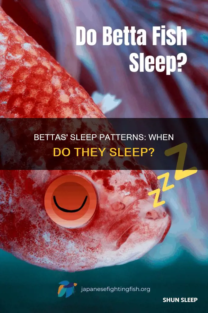 when do bettas sleep