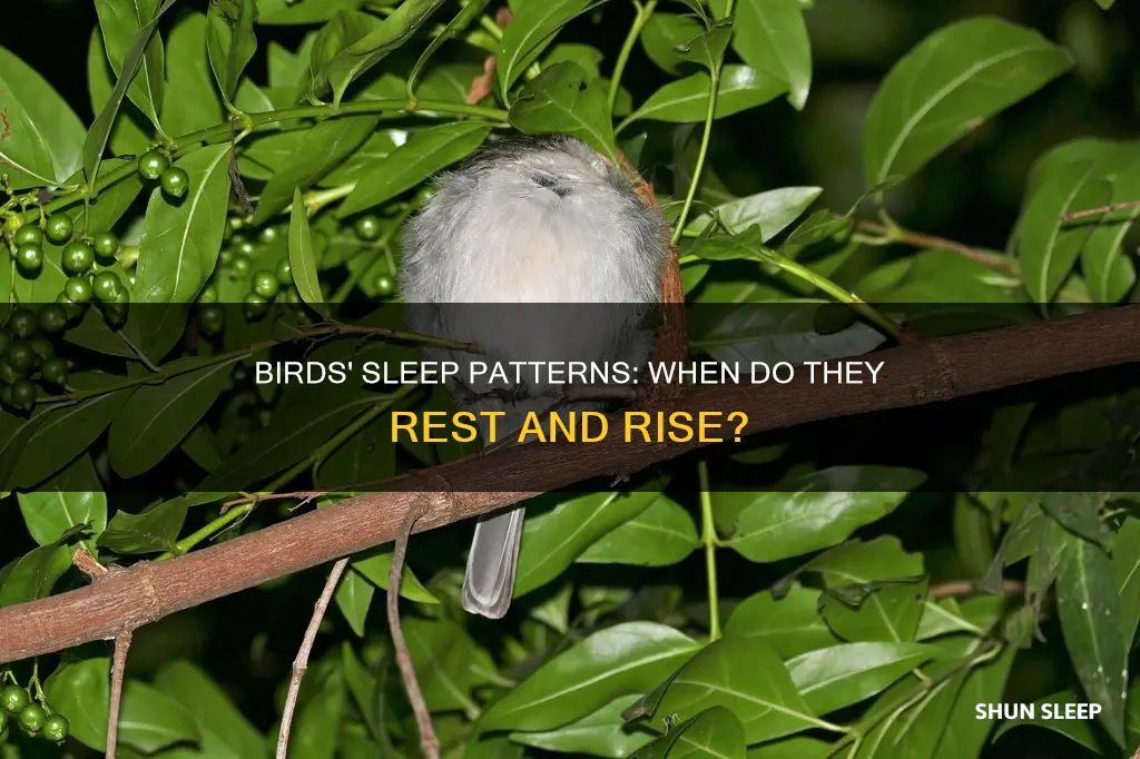 when do birds sleep and wake up