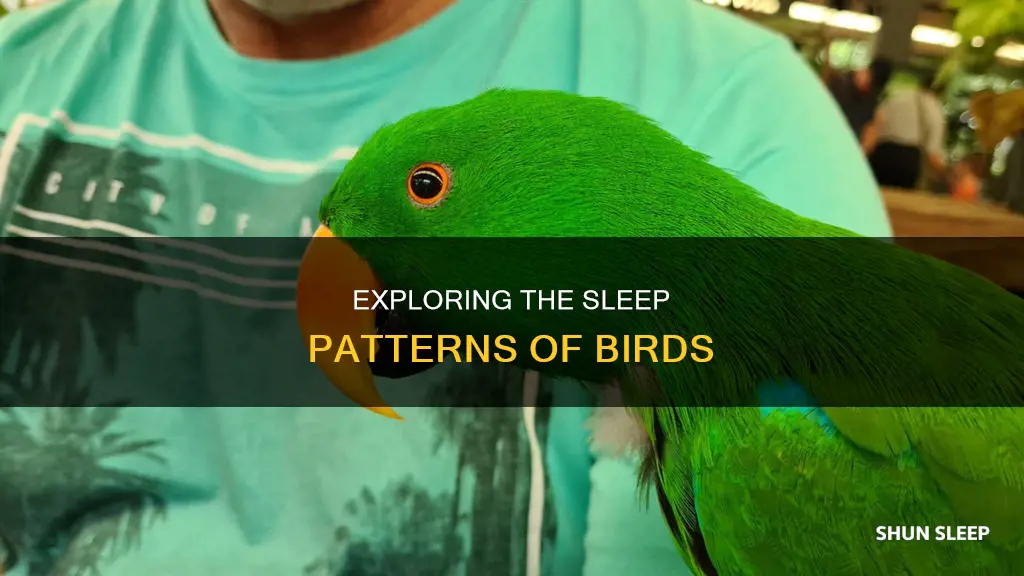 when do birds sleep and wake up