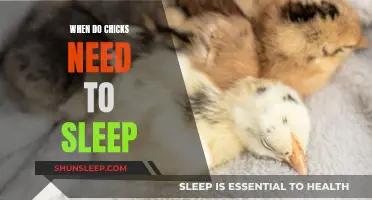 Chicks' Sleep Needs: A Guide for Owners