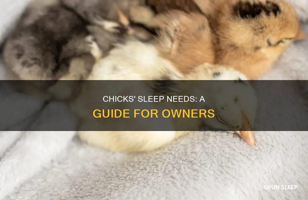 when do chicks need to sleep