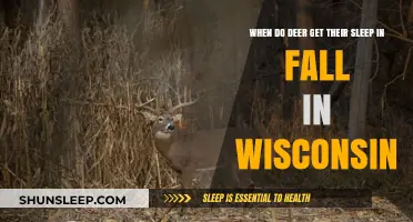 Wisconsin Deer Sleep Patterns: Fall Resting Habits Explained