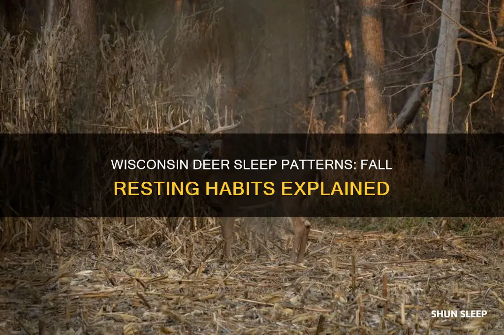 when do deer get their sleep in fall in wisconsin