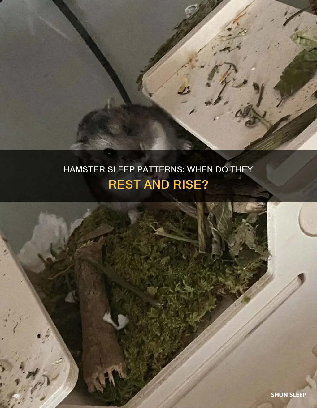 when do hamsters sleep and wake up