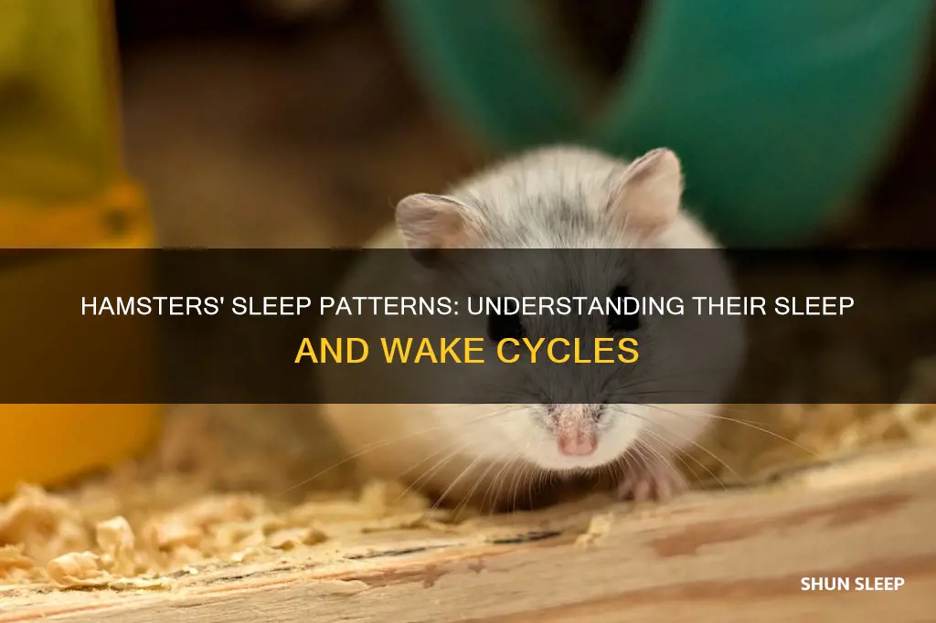 when do hamsters sleep and wake up