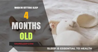 How Long Do 4-Month-Old Kittens Sleep?