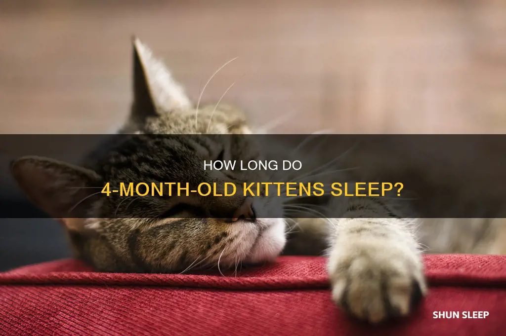 when do kitttens sleep 4 months old