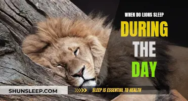 Lions' Daytime Sleep Patterns: Understanding Their Habits