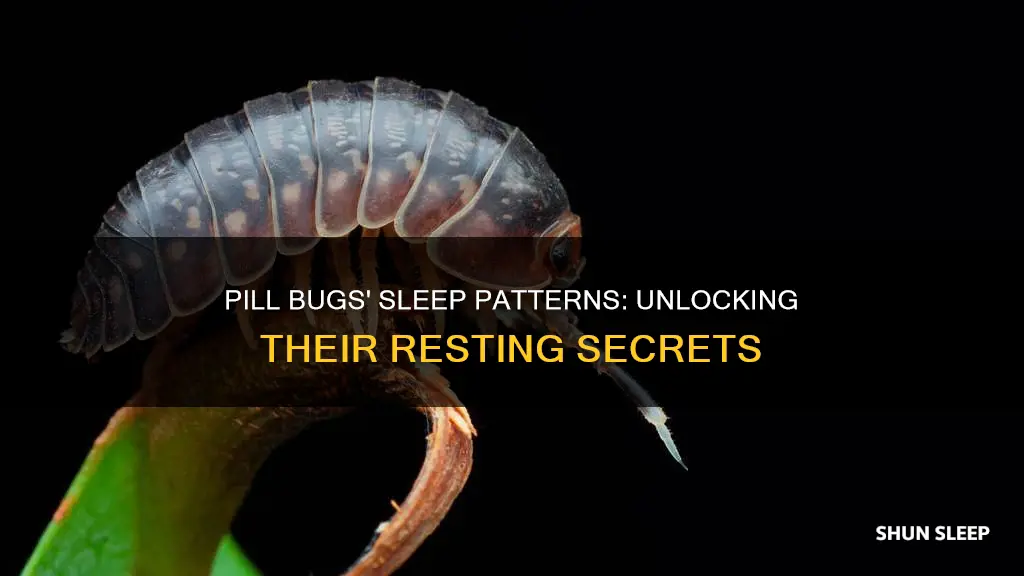 when do pill bugs sleep