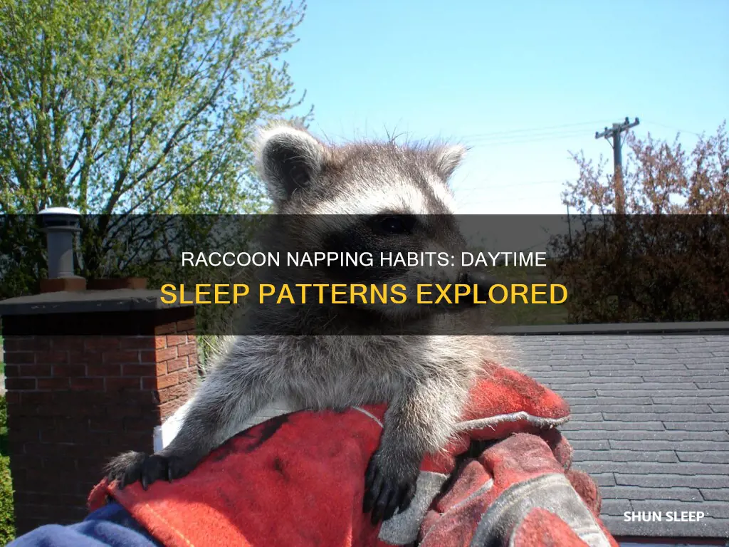 when do raccoons sleep during day