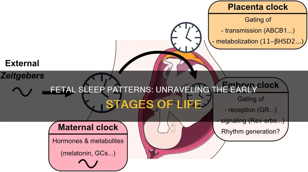 when does a fetus have sleep wake cycles