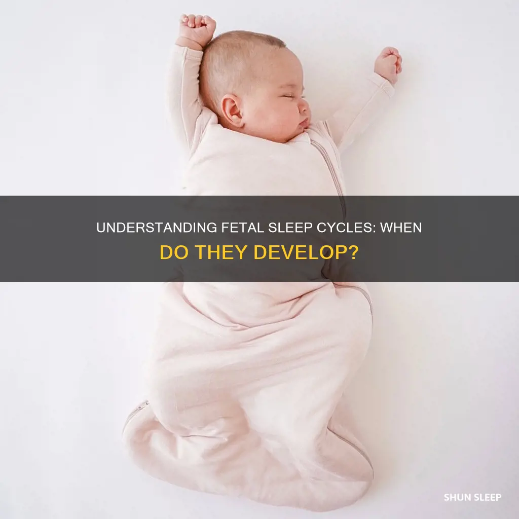 when does a fetus have sleep wake cycles