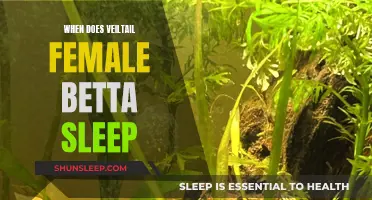 Veiltail Bettas: Female Sleep Patterns Explored