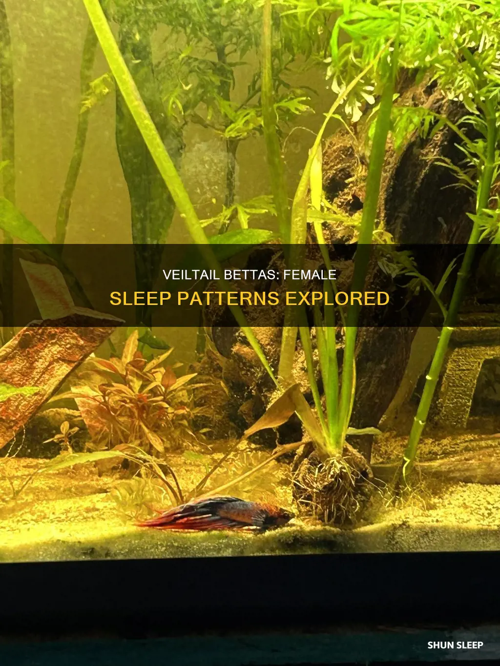 when does veiltail female betta sleep
