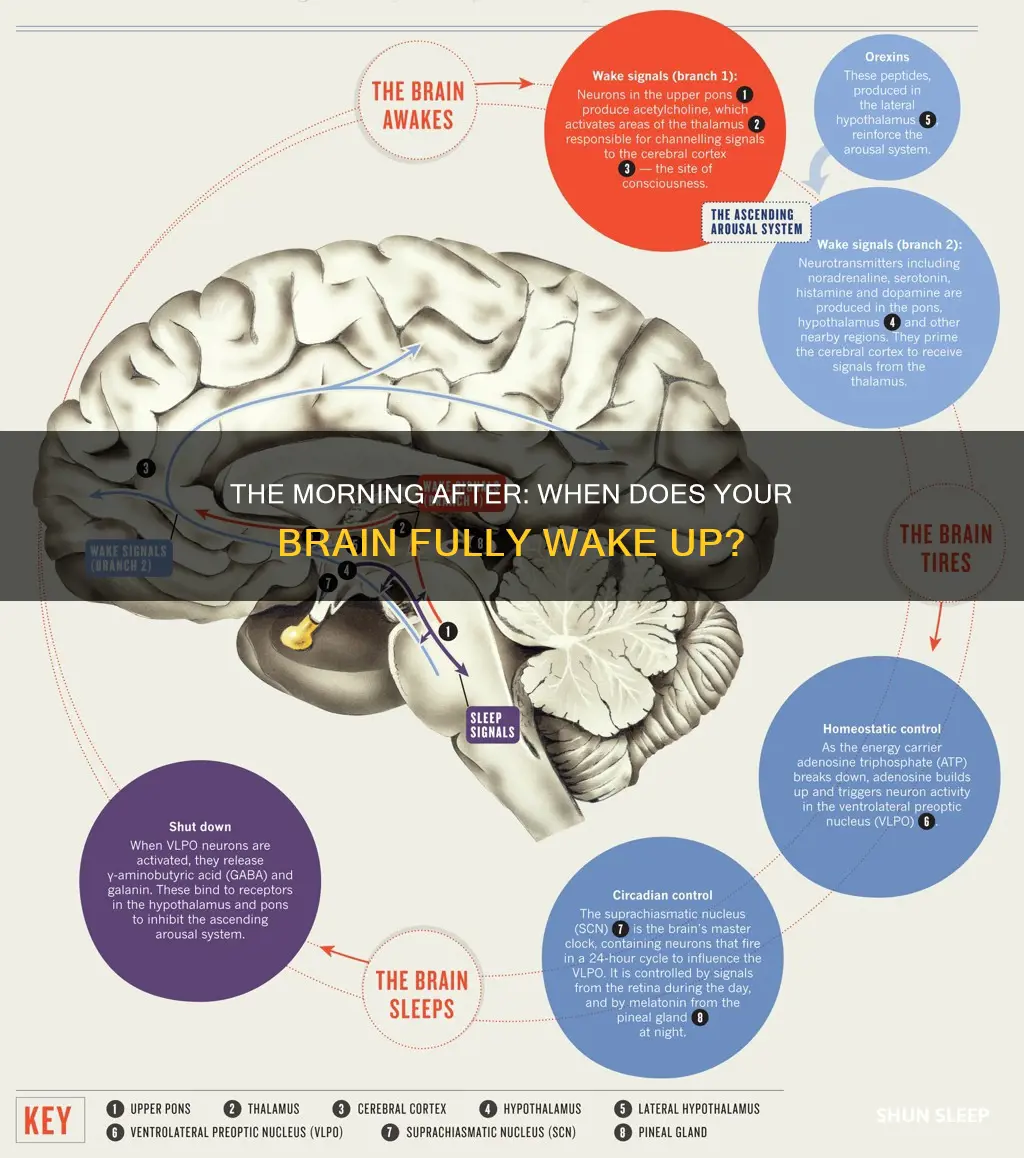 when does your brain fully wake up after sleeping