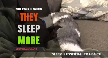 Aging Dogs and Sleep: Understanding Increased Rest in Senior Canines