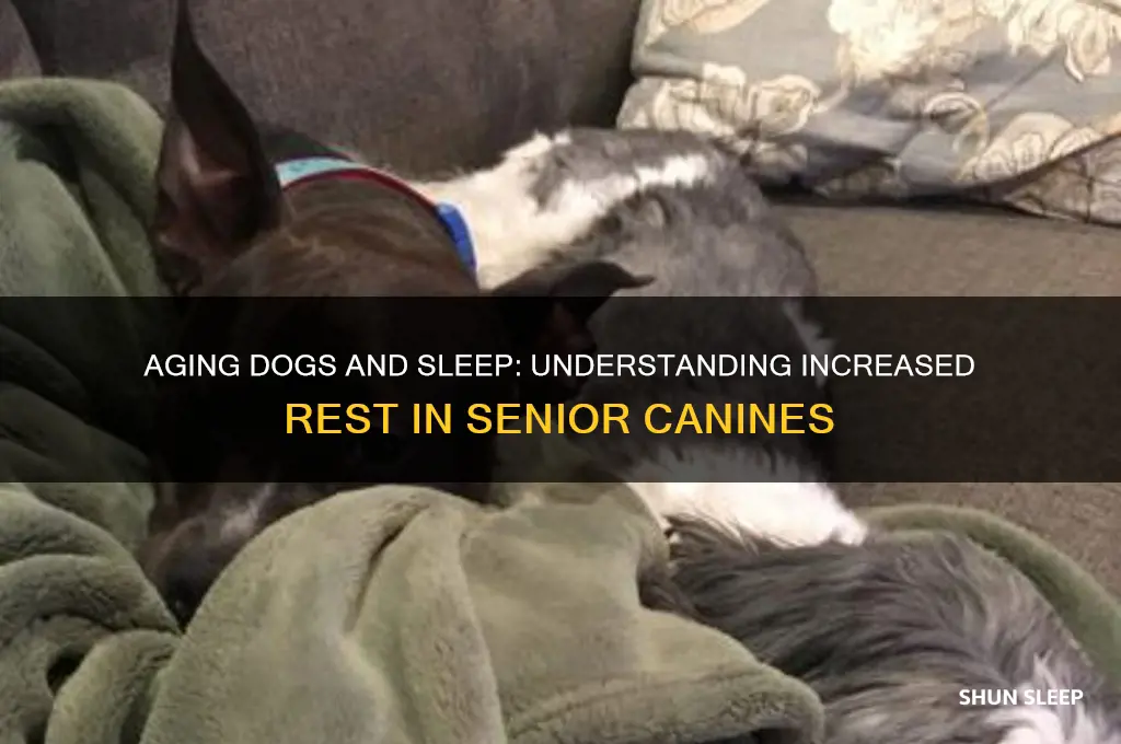 when dogs get older do they sleep more