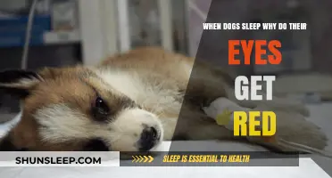 Why Do Dogs' Eyes Turn Red During Sleep? Explained