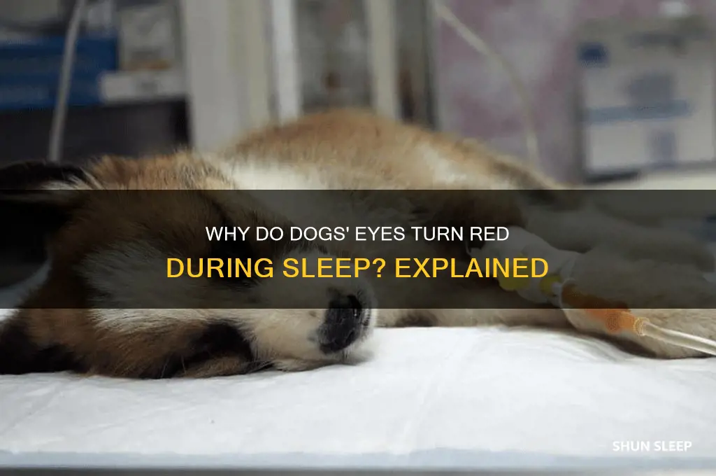 when dogs sleep why do their eyes get red