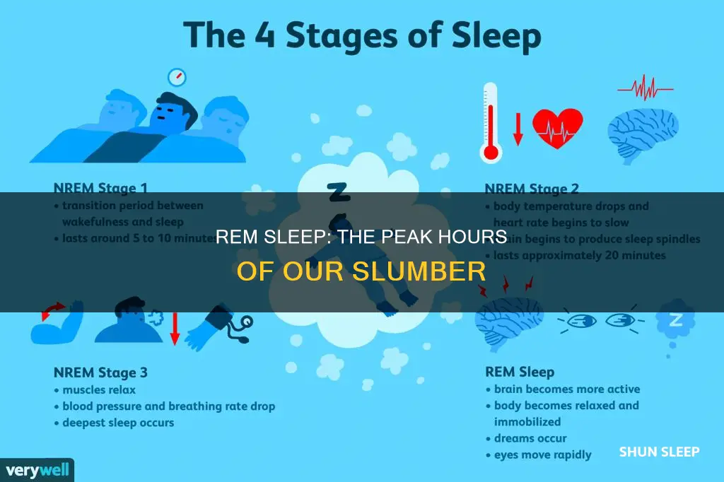 when is the largest rem sleep