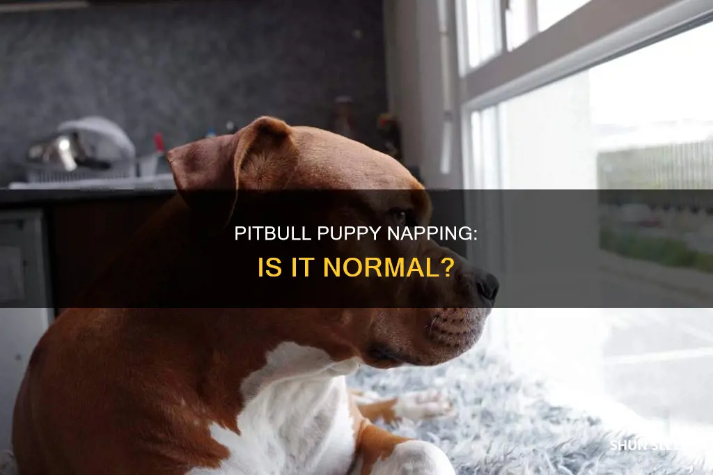when my 6 month old pitbull sleeps a lot