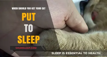 When to Consider Euthanasia: A Compassionate Guide for Cat Owners