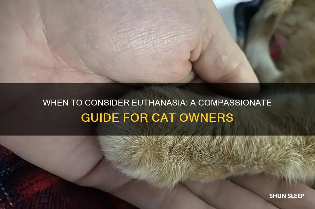 when should you get your cat put to sleep