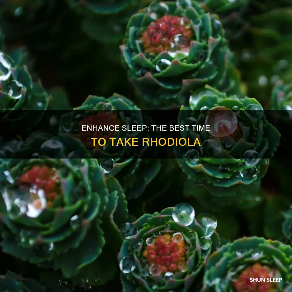 when to take rhodiola for sleep